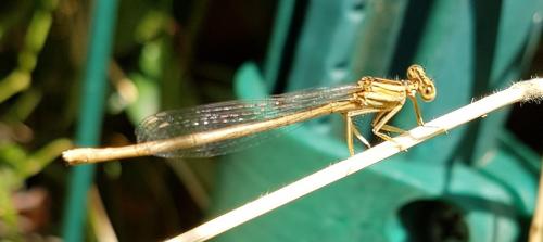 Platycnemis latipes